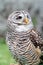 Barred owl looking behind