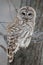 Barred Owl - Looking at Camera