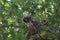 Barred owl looking down from perch