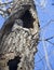 Barred Owl looking downward from perch