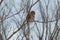 Barred Owl Looking at Me