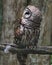 Barred Owl looking over shoulder