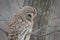 Barred Owl - Looking at Prey