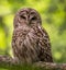 A Barred Owl in Maine