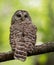 A Barred Owl in Maine