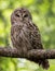 A Barred Owl in Maine
