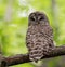 A Barred Owl in Maine