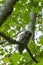 Barred Owl in maple tree looking at camera