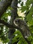 Barred Owl in maple tree looking at camera