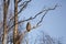 Barred owl in natural habitat