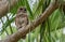 Barred Owl in Northern Florida