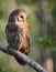 Barred Owl in Northern Florida