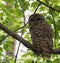 Barred Owl in Northern Virginia Woodland