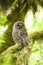 Barred owl in Olympic National Park