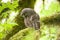 Barred owl in Olympic National Park