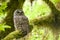 Barred owl in Olympic National Park