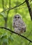 A Barred owl owlet perched against a green background on a branch in the forest in Canada