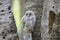 A Barred owl owlet perched on some birch trees in the forest in Canada