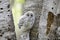 A Barred owl owlet standing at the perched on some birch trees in the forest in Canada