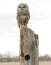 Barred Owl Perched on Fencepost