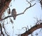 Barred owl perched on Oak Tree Branch