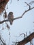 Barred owl perched on Oak Tree Branch