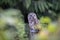 Barred Owl Perched On A Post.