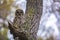 Barred Owl perched on a tree