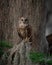 Barred Owl perched on a Tree