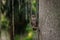 Barred Owl perched on a Tree