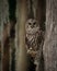 Barred Owl perched on a Tree