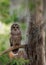 Barred Owl perched on a Tree