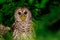 Barred Owl Perched in a Tree