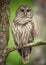 Barred Owl Perched on a Tree Branch
