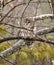 Barred owl, perched tree branch raindrops wildlife outdoors