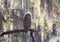 Barred Owl Perches on a Branch