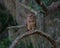 Barred owl perching on wood in blurred background