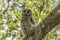 Barred Owl at Pinehurst Park Sarasota