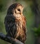 Barred Owl Portrait