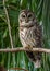 Barred Owl Portrait
