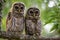 Barred Owl Portrait