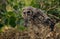 Barred Owl Portrait