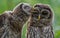 Barred Owl Portrait