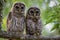 Barred Owl Portrait