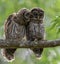 Barred Owl Portrait