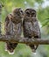 Barred Owl Portrait