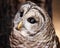 Barred Owl Potrait