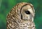 Barred owl in profile