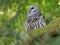 Barred Owl Profile