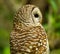 Barred owl in profile in Florida